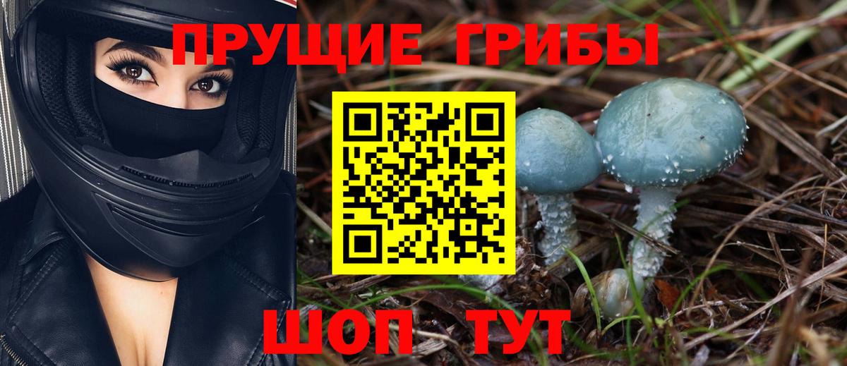 Псилоцибиновые грибы Psilocybine cubensis Кандалакша